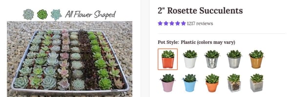Photo of succulent rosettes
