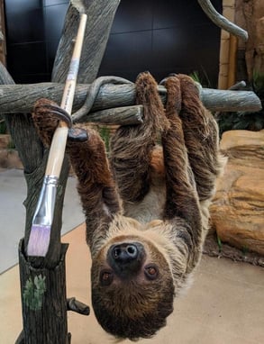 Photo of Valentino the sloth with a paintbrush
