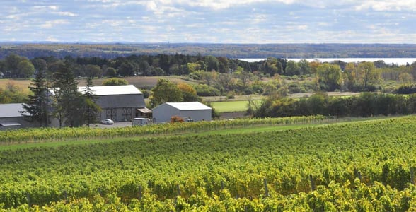 Photo of the Ravines vineyard on Seneca Lake
