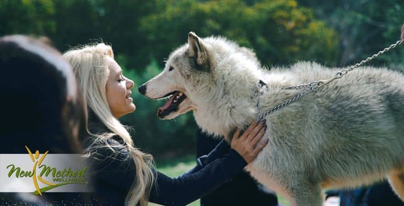 Photo of wolf therapy