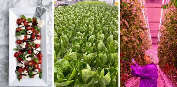 Screenshot from 80 Acres Farms website