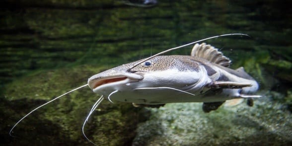 Photo of a catfish Photo of a catfish
