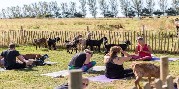 Photo of goat yoga