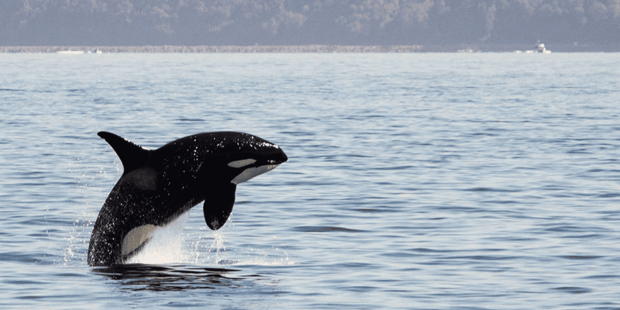Whale jumping out of the water in Port Townsend