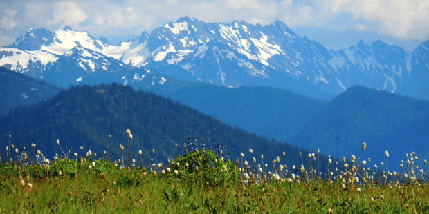 Meadow in Olympic National Park
