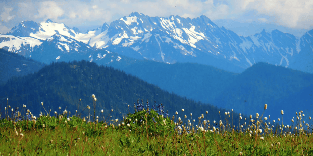 Meadow in Olympic National Park Meadow in Olympic National Park
