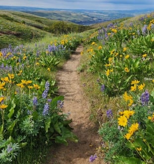 Hiking trail with flowers