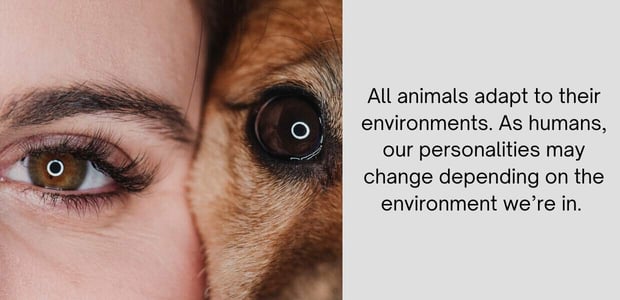 all animals adapt to their environments. as humans, our personalities may change depending on the environment we're in