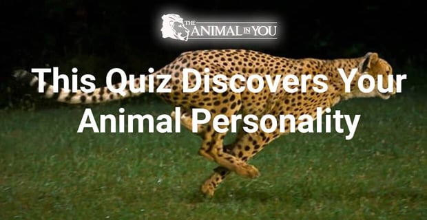 This Quiz Discovers Your Animal Personality