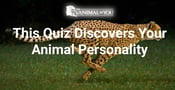 Take This Quiz to Discover Your Animal Personality– and Learn About Your Love Life in the Process