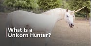 What Is a Unicorn Hunter?