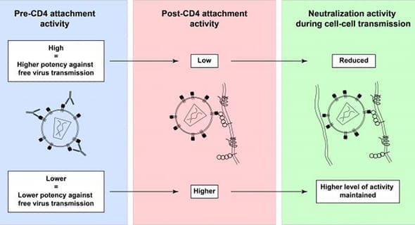 Study: Investigating Neutralized Antibodies for HIV Vaccine