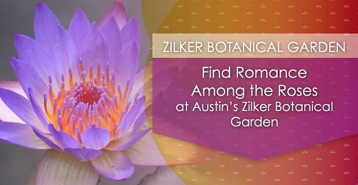 Find Romance Among The Roses At Austin S Zilker Botanical Garden